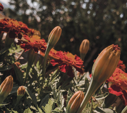 May 1st: Beltane fires