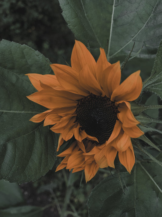 September 21-24: Mabon