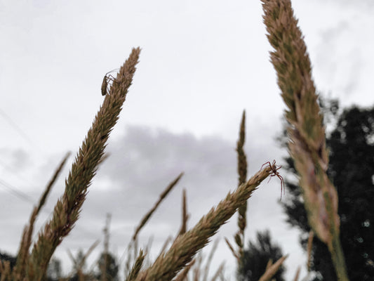 Lughnasadh